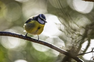 Blue Tit, Cyanistes Caeruleus