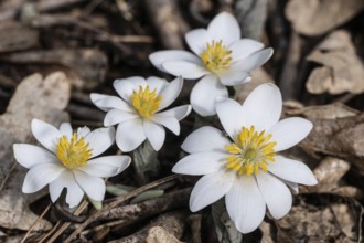 Canadian bloodroot (Sanguinaria canadensis), Emsland, Lower Saxony, Germany, Europe