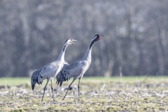 Cranes (Grus grus), Emsland, Lower Saxony, Germany, Europe
