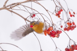 European robin (Erythacus rubecula) with snowball berries Germany