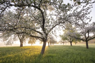 Fresh blossom, morning light, ground mist... simply magical! Foothills orchard meadow in bloom -