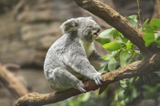 Koala (Phascolarctos cinereus) sitting on a tree, captive, distribution South Australia, Australia,