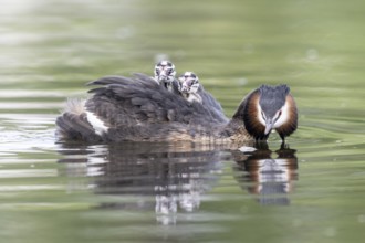 Great Crested Grebe (Podiceps Scalloped ribbonfish) with juveniles, Emsland, Lower Saxony, Germany,