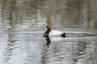 Common Pochard (Aythya ferina), male, Vulkaneifel, Rhineland-Palatinate, Germany, Europe