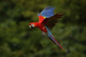Parrot flight. Red parrot in rain. Macaw parrot fly in dark green vegetation. Scarlet Macaw, Ara