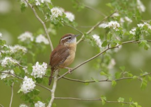 Carolina Wren (Thryothorus ludovicianus) perched on a branch, Texas, USA, North America
