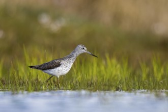 Common Greenshank (Tringa nebularia), North Rhine-Westphalia, Germany, Europe