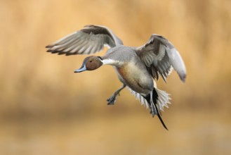 Northern Pintail (Anas acuta) male flying, British Columbia, Canada, North America