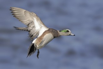 American Wigeon (Mareca americana) male flying, British Columbia, Canada, North America