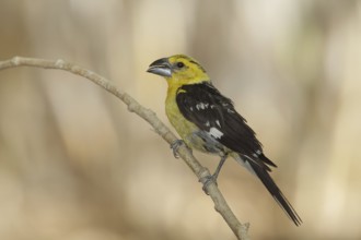 Yellow Grosbeak (Pheucticus chrysopeplus) male, California, USA, North America