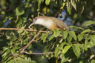 Great Lizard Cuckoo (Coccyzus merlini) perched on a branch in Cuba