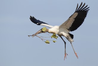 Wood Stork (Mycteria americana) flying, Florida, USA, North America