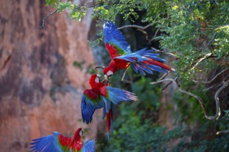 Red-and-green macaw (Ara chloropterus) Buraco das Araras Brazil