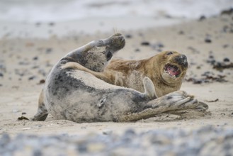 Grey seal (Halichoerus grypus) playing with each other on the beach, Düne, Helgoland,