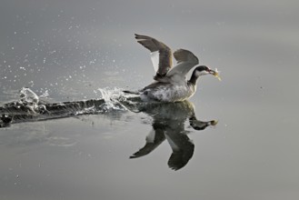 Slavonian grebe (Podiceps auritus), adult, in a white plumage, winter plumage, swimming with a fish