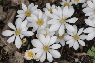 Canadian bloodroot (Sanguinaria canadensis), Emsland, Lower Saxony, Germany, Europe