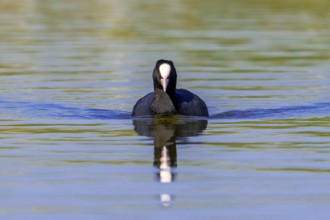 Eurasian coot, common coot (Fulica atra) swimming in lake, pond
