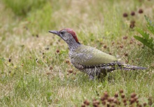 European Green Woodpecker (Picus viridis) juvenile female foraging, Mecklenburg-Western, Pomerania,