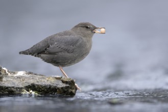 American Dipper (Cinclus mexicanus), British Columbia, Canada, North America