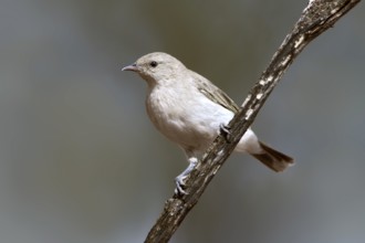 Grey Honeyeater (Conopophila whitei), Western Australia, Australia, Oceania