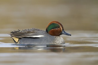 Eurasian Teal (Anas crecca) male, Bavaria, Germany, Europe