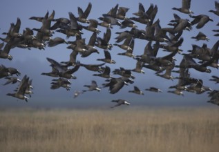 Brant Goose (Branta bernicla) flying, Schleswig-Holstein, Germany, Europe