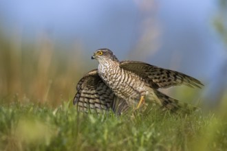 Eurasian Sparrowhawk (Accipiter nisus) female perched on the ground, North Rhine-Westphalia,
