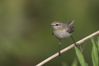 Siberian Chiffchaff - Taigazilpzalp - Phylloscopus tristis, Russia (Ural)