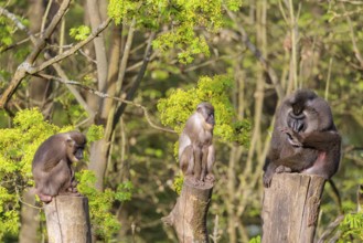 Three Drills (Mandrillus leucophaeus), a male and two females, sit high up on the three stumps of a