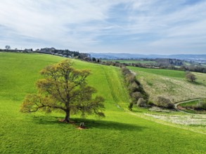 Old Oak over Farms and Fields from a drone, Newton Abbot, Devon, England, United Kingdom, Europe