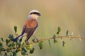 Red-backed Shrike (Lanius collurio) perched on a branch, Poland, Europe