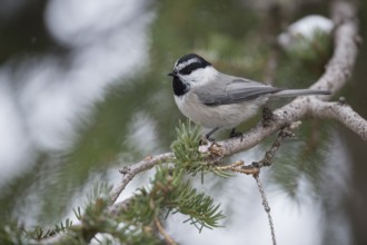Mountain Chickadee (Poecile gambeli) perched on a branch of spruce tree, Wyoming, USA, North