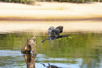 Humboldt Cormorant (Phalacrocorax brasilianus) Pantanal Brazil