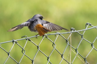 A male black redstart (Phoenicurus ochruros) spreads its wings and sits on a wire mesh fence in a