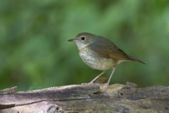 Siberian Blue Robin (Larvivora cyane) female, Thailand, Asia