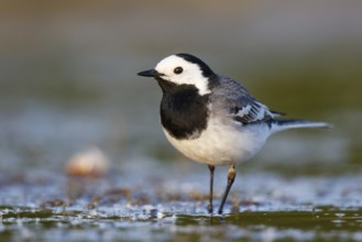 White Wagtail (Motacilla alba), North Rhine-Westphalia, Germany, Europe