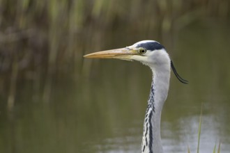 Graureiher (Ardea cinerea), Grey Heron, Altvogel, Portrait, April, Insel Texel, Nordsee,