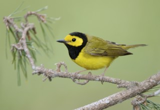 Hooded Warbler (Setophaga citrina) male, Texas, USA, North America