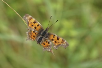 C-moth (Polygonia c-album), with open wings on a blade of grass in a meadow, Wilnsdorf, North