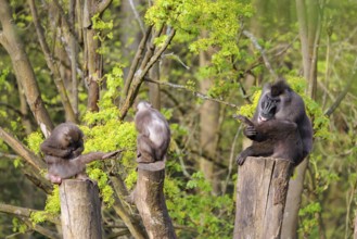 Three Drills (Mandrillus leucophaeus), a male and two females, sit high up on the three stumps of a