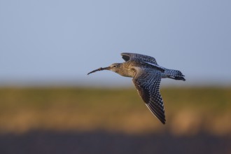 Eurasian Curlew (Numenius arquata) flying, Netherlands
