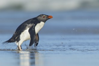 Rockhopper Penguin (Eudyptes chrysocome) emerging from the ocean in the Falkland Islands