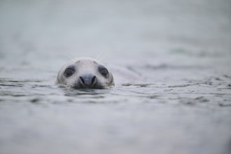 Grey seal (Halichoerus grypus) looking out of the water while swimming in the sea, Düne, Helgoland,