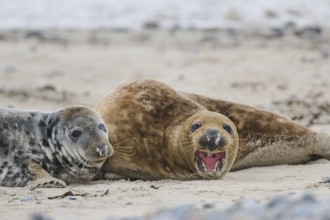 Grey seal (Halichoerus grypus) playing with each other on the beach, Düne, Helgoland,