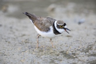 Little Ringed Plover (Charadrius dubius) Germany