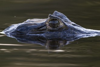 Spectacled caiman (Caiman crocodilius) Panatanal Brazil