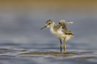 Black-winged Stilt (Himantopus himantopus) chick foraging, North Rhine-Westphalia, Germany, Europe
