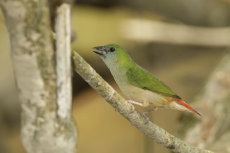 Pin-tailed Parrotfinch (Erythrura prasina) female, Doi Chaing Dao, Thailand, Asia