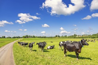 Dairy cows on a grass meadow by a gravel road in a rural summer landscape with cumulus clouds on