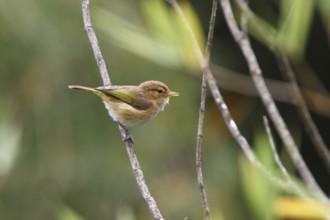 Brown Woodland Warbler (Phylloscopus umbrovirens), Aberdare National Park, Kenya, Africa